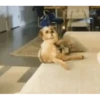 Perros Animados 2 14
