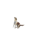 ️ perros y gatos   mov 21