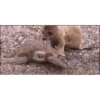 Animais engraçados 16
