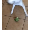 Perros Animados 1 20