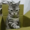 Cats   Mov DZ 19