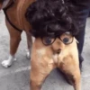Perros Animados 1 21
