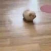 Animais engraçados 17