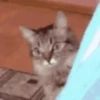 Cats   Mov DZ 20