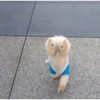 Perros Animados 1 22