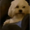 Perros Animados 2 18