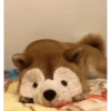 Perros Animados 2 19