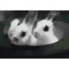 Animais engraçados 18
