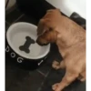 Perros Animados 2 20