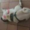 PUGS 2  Mov 21