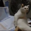 Cats   Mov DZ 21