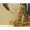 Animais engraçados 19