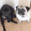 PUGS 2  Mov 22