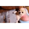 Perros Animados 1 23