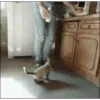 Animais engraçados 20