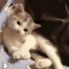 Cats   Mov DZ 22