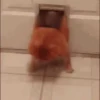 Cats   Mov DZ 23