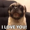 PUGS 2  Mov 23