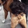 Perros Animados 1 24