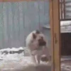 Animais engraçados 21