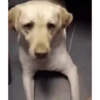 Perros Animados 2 23