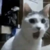 Cats   Mov DZ 24