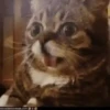 Cats   Mov DZ 25