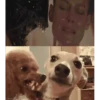 Perros Animados 2 24