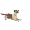 ️ perros y gatos   mov 26