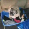 PUGS 2  Mov 26