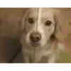 Perros Animados 2 25