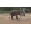 Animais engraçados 25
