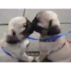 Animais engraçados 26