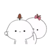 ️cotton couple 20