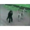 Animais engraçados 27
