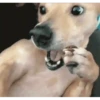 Perros Animados 1 26