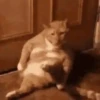 Cats   Mov DZ 27