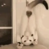 Cats   Mov DZ 28