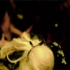 Judas - Lady Gaga 27