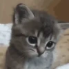 Cats   Mov DZ 29