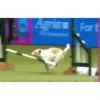 Perros Animados 2 27