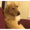 Perros Animados 2 28