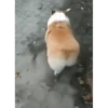 Perros Animados 1 27