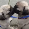 PUGS 2  Mov 29