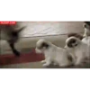 Animais engraçados 28