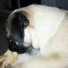 PUGS 2  Mov 30