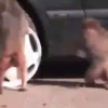 Animais engraçados 29