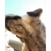 Perros Animados 2 29
