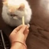 Cats   Mov DZ 30