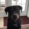 Perros Animados 1 28